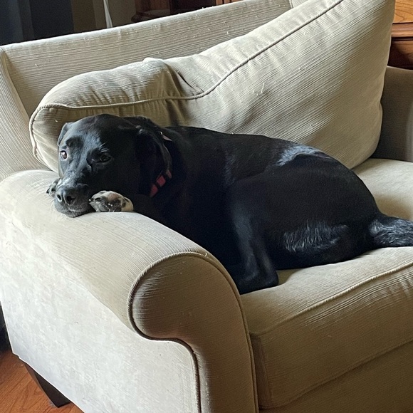 Meet your Posher, Katie-jane - Picture 5 of 7